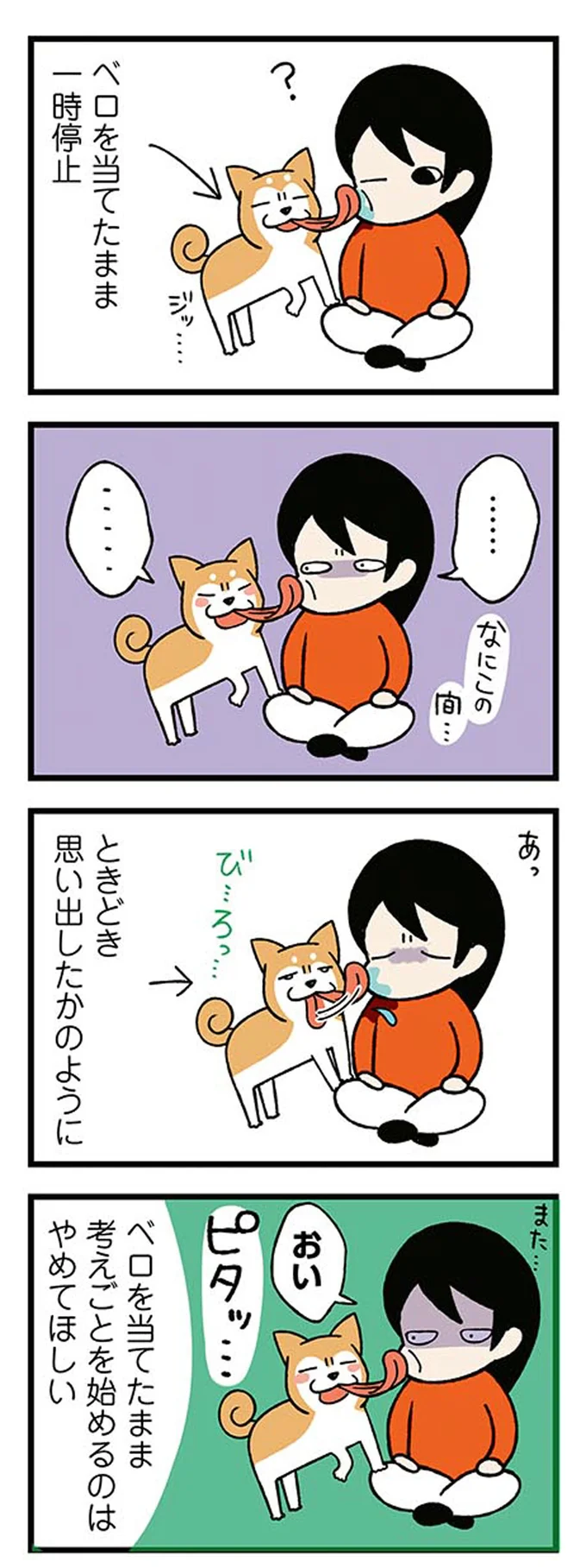 愛犬が顔をペロペロ。でも時々あるこれは...どういうこと？／ドヤ顔柴犬どんぐり 13446213.webp