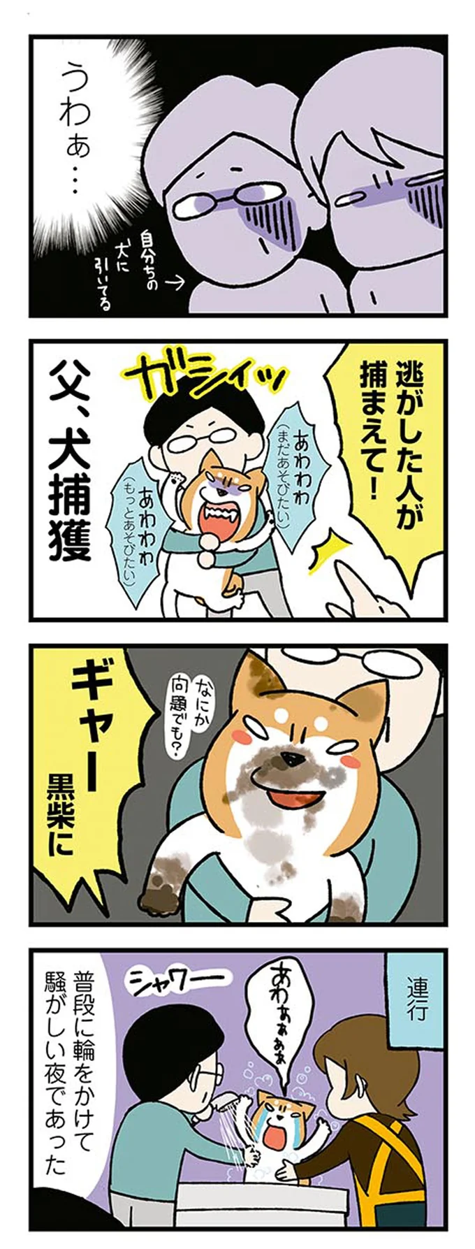 愛犬が顔をペロペロ。でも時々あるこれは...どういうこと？／ドヤ顔柴犬どんぐり 13446216.webp