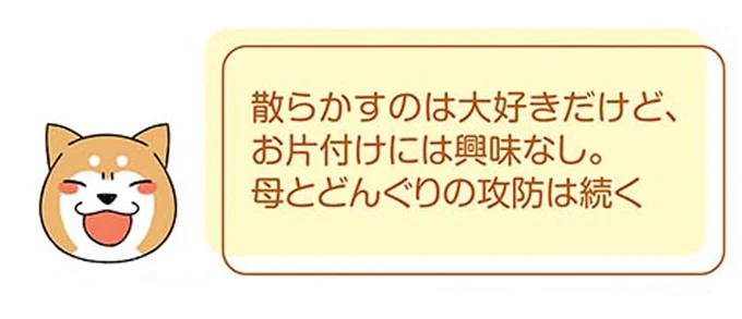 『ドヤ顔柴犬どんぐり』 13446240.webp