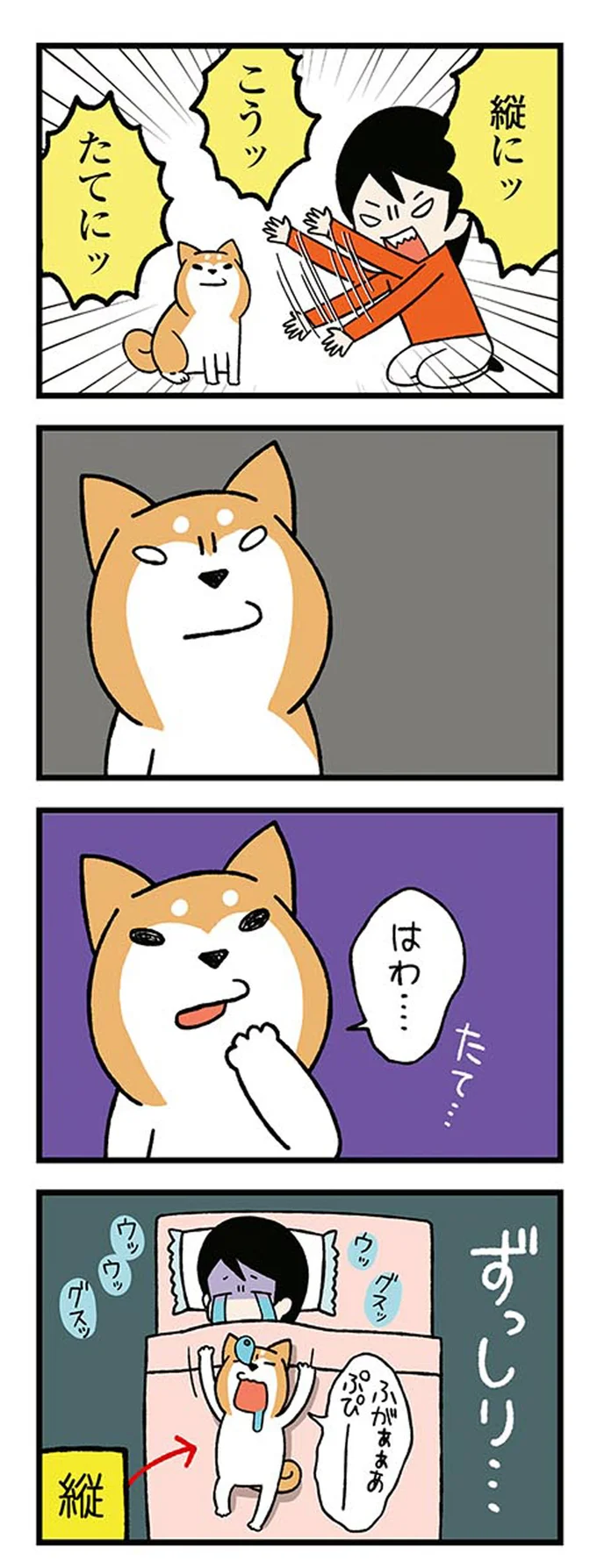 『ドヤ顔柴犬どんぐり』 13446267.webp