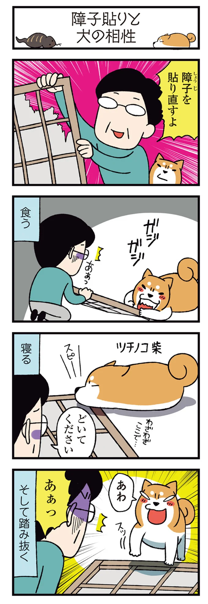 『ドヤ顔柴犬どんぐり』 13466485.webp