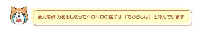 『ドヤ顔柴犬どんぐり』 13467762.webp