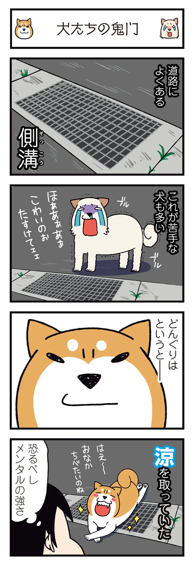 『ドヤ顔柴犬どんぐり』 13468440.webp