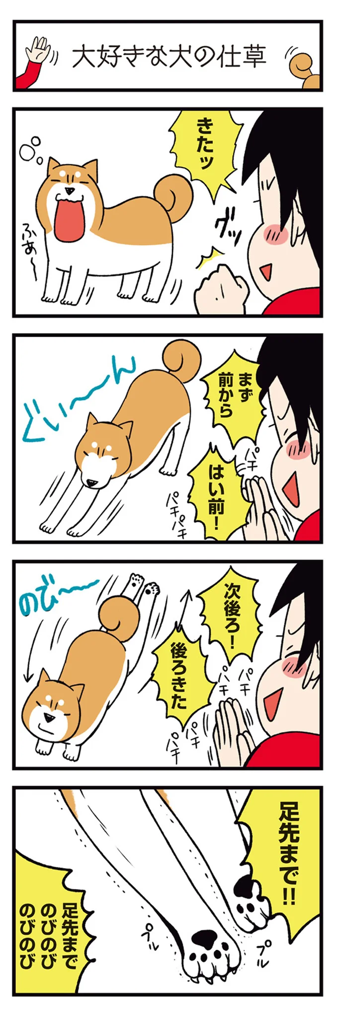 『ドヤ顔柴犬どんぐり』 13468467.webp