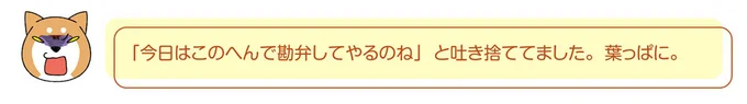 うちの柴犬、引っ込みがつかなくなった...⁉ 葉っぱに捨て台詞を／ドヤ顔柴犬どんぐり 2 13468639.webp