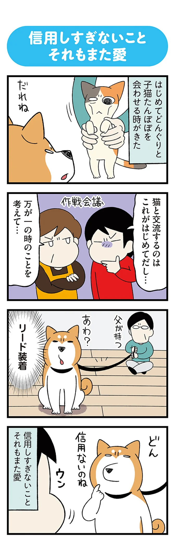 保護した子猫と、先住の柴犬との初対面。ドキドキだったけど...や～ん♪／うちう猫と柴犬 13480324.webp