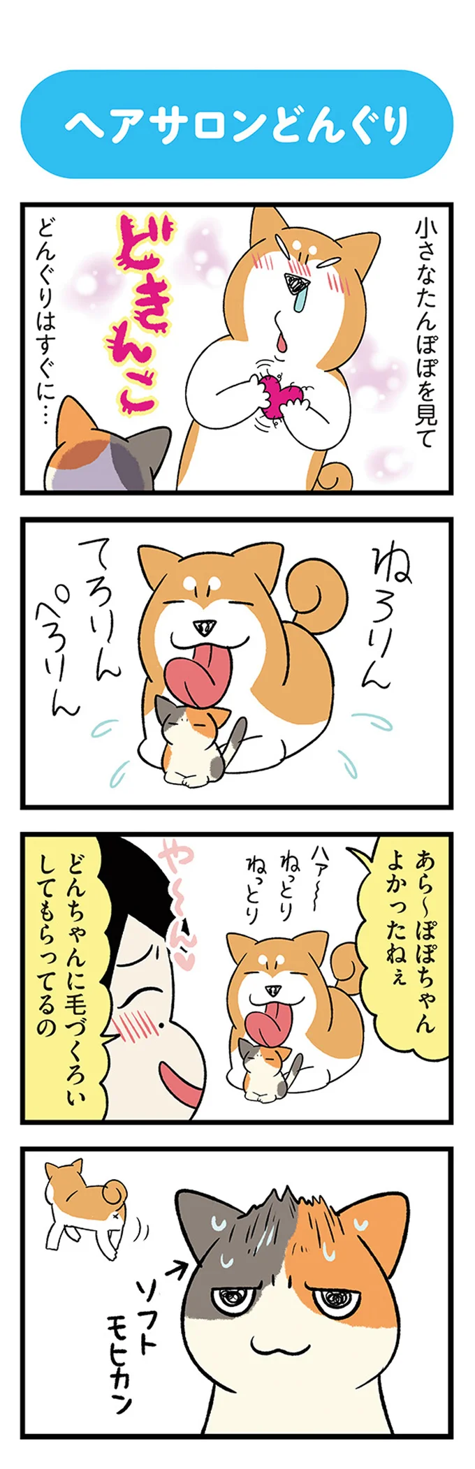 保護した子猫と、先住の柴犬との初対面。ドキドキだったけど...や～ん♪／うちう猫と柴犬 13480327.webp