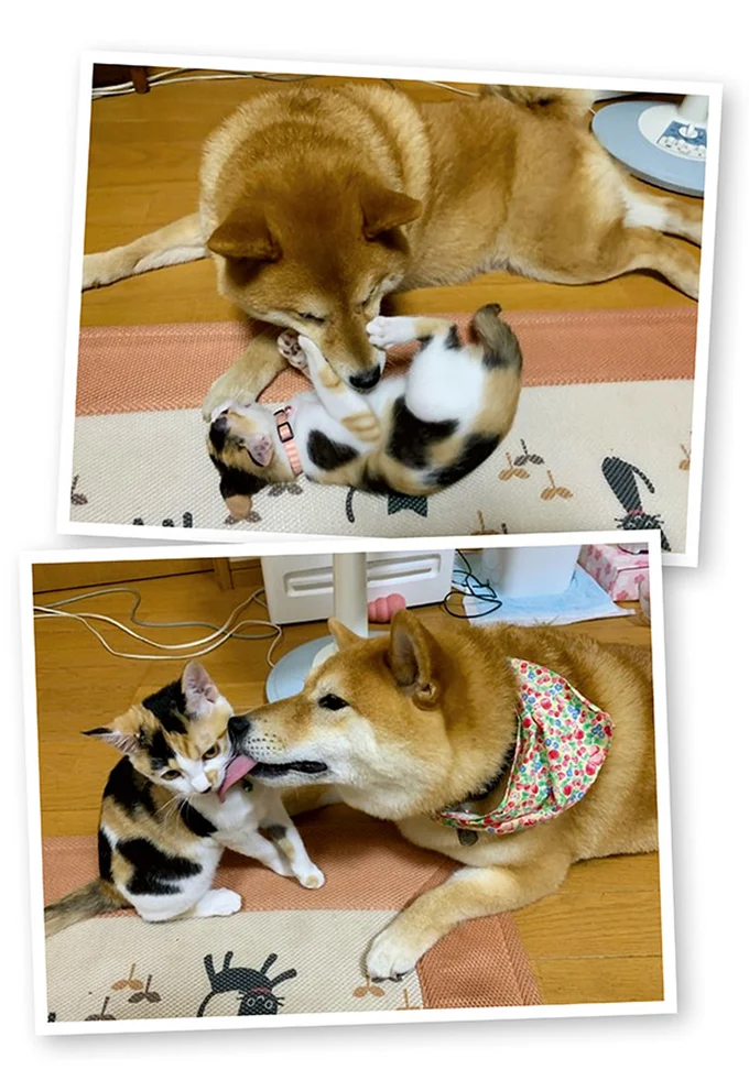 保護した子猫と、先住の柴犬との初対面。ドキドキだったけど...や～ん♪／うちう猫と柴犬 13480328.webp