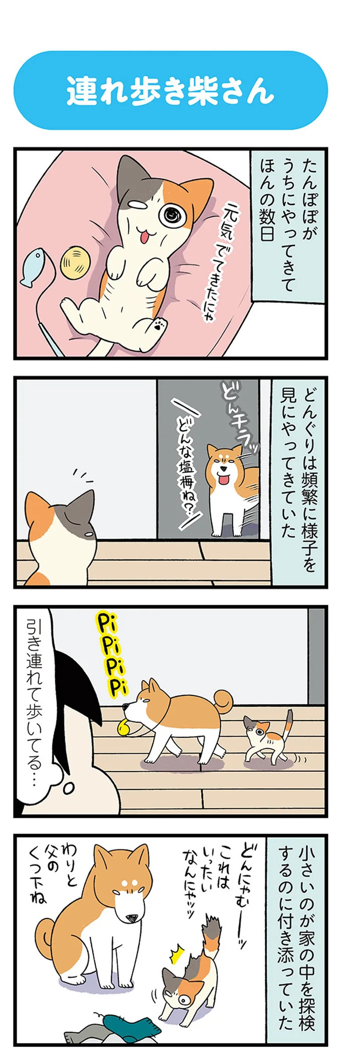 保護した子猫が数日で元気に。先住の柴犬が家の中を「案内してあげるのね」／うちう猫と柴犬 13480687.webp