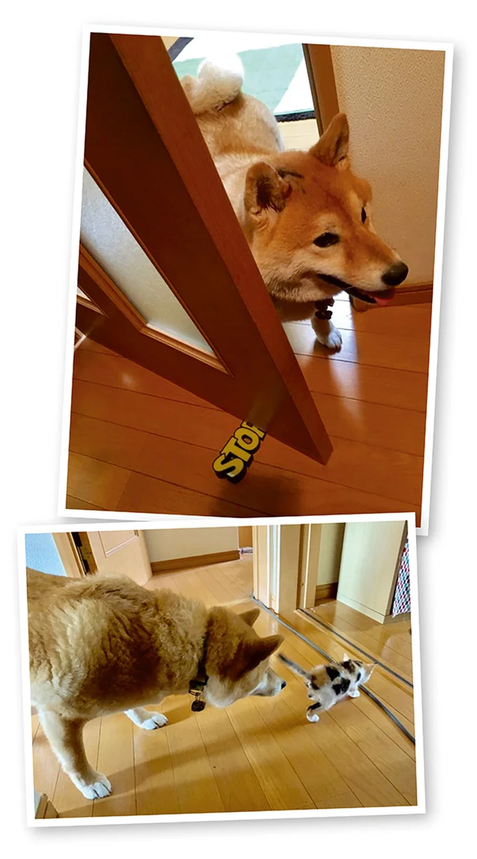 保護した子猫が数日で元気に。先住の柴犬が家の中を「案内してあげるのね」／うちう猫と柴犬 13480691.webp