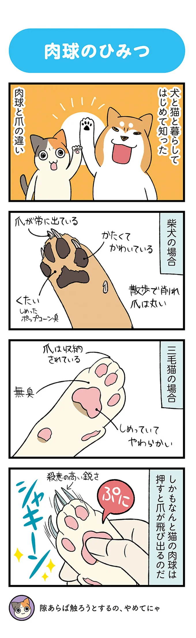 なんと「猫の肉球」は...！ 犬と猫と暮らしてはじめて知った、肉球と爪の違い／うちう猫と柴犬 13480712.webp