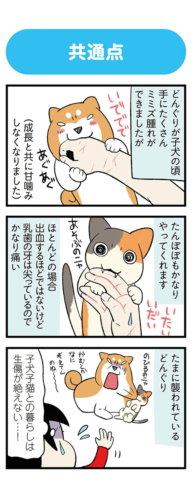 「子犬」も「子猫」も、一緒に暮らすとこうなる。いでででで／うちう猫と柴犬 13481017.webp