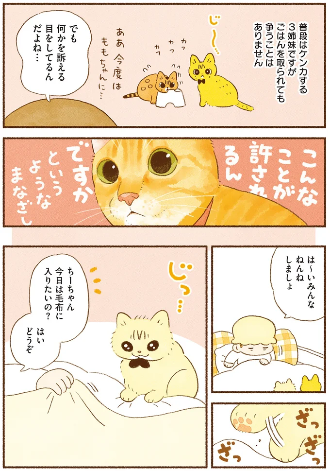 「君たち二度と野生には戻れないね...」。要望は無言で飼い主に訴える3匹の愛猫／しまねこ3姉妹と暮らしています 13514758.webp