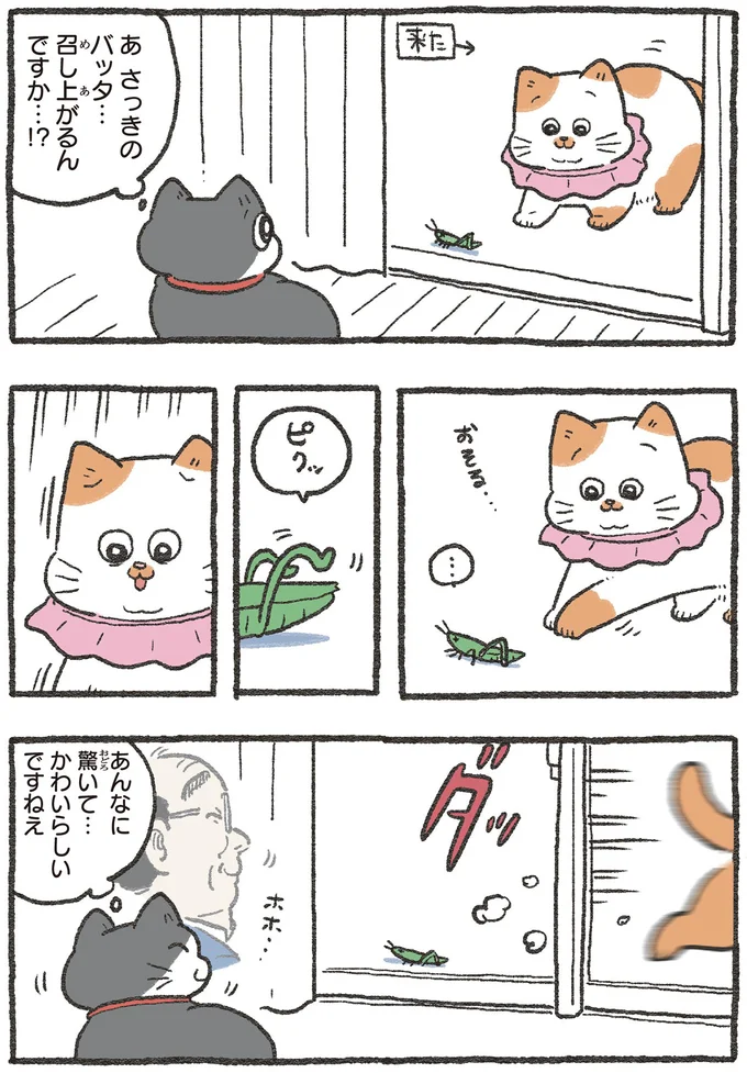 社長宅に住んだ「ねこおじ」に先輩猫から贈り物。遠回りな拒否は届くのか？／ねこに転生したおじさん3 13529922.webp