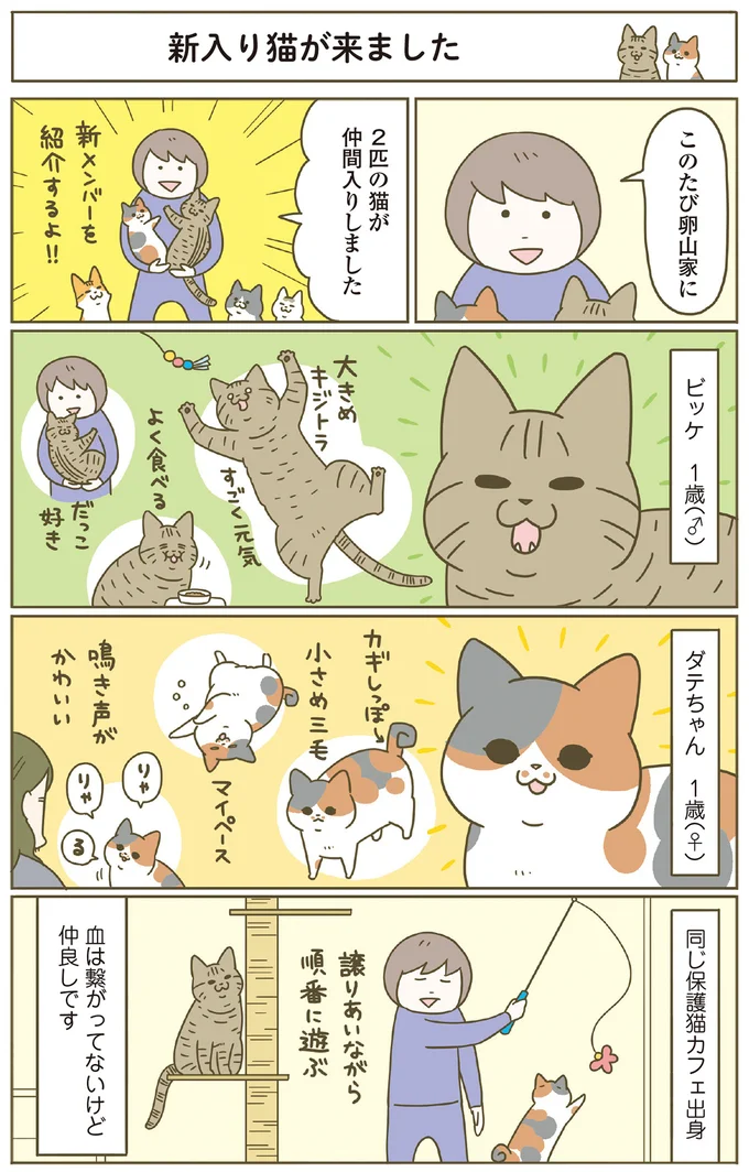 巻き巻きしっぽのダテちゃん、バンザイでくつろぐビッケ。猫カフェから新メンバーが家へ／うちの猫がまた変なことしてる。8 13566110.webp