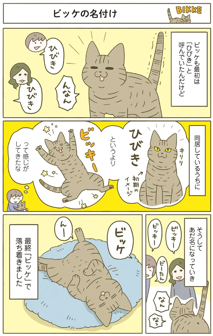 巻き巻きしっぽのダテちゃん、バンザイでくつろぐビッケ。猫カフェから新メンバーが家へ／うちの猫がまた変なことしてる。8 13566113.webp