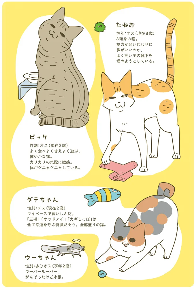 巻き巻きしっぽのダテちゃん、バンザイでくつろぐビッケ。猫カフェから新メンバーが家へ／うちの猫がまた変なことしてる。8 13566117.webp