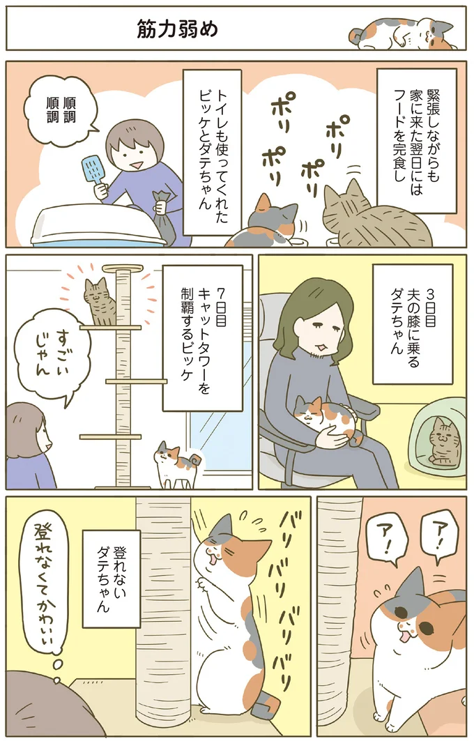 だっこされるのが大好きな猫。新入り猫と先住猫の共通点は...？ ／うちの猫がまた変なことしてる。8 13568019.webp