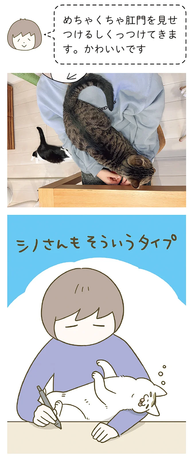 だっこされるのが大好きな猫。新入り猫と先住猫の共通点は...？ ／うちの猫がまた変なことしてる。8 13568021.webp