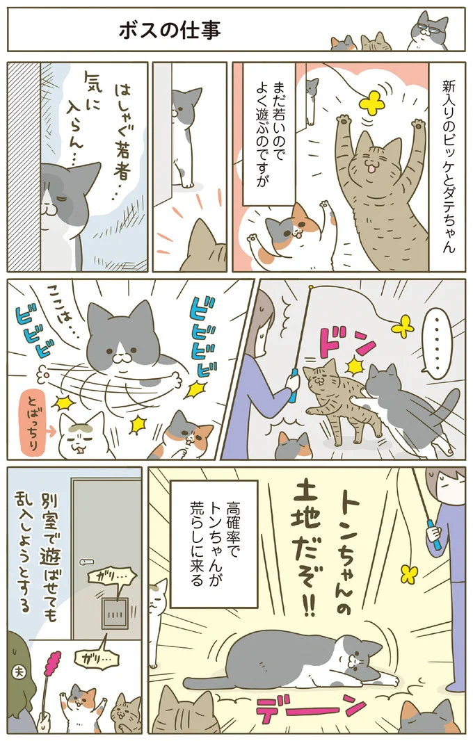 『うちの猫がまた変なことしてる。8』 13568045.webp