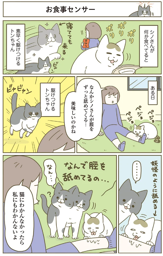 『うちの猫がまた変なことしてる。8』 13568050.webp