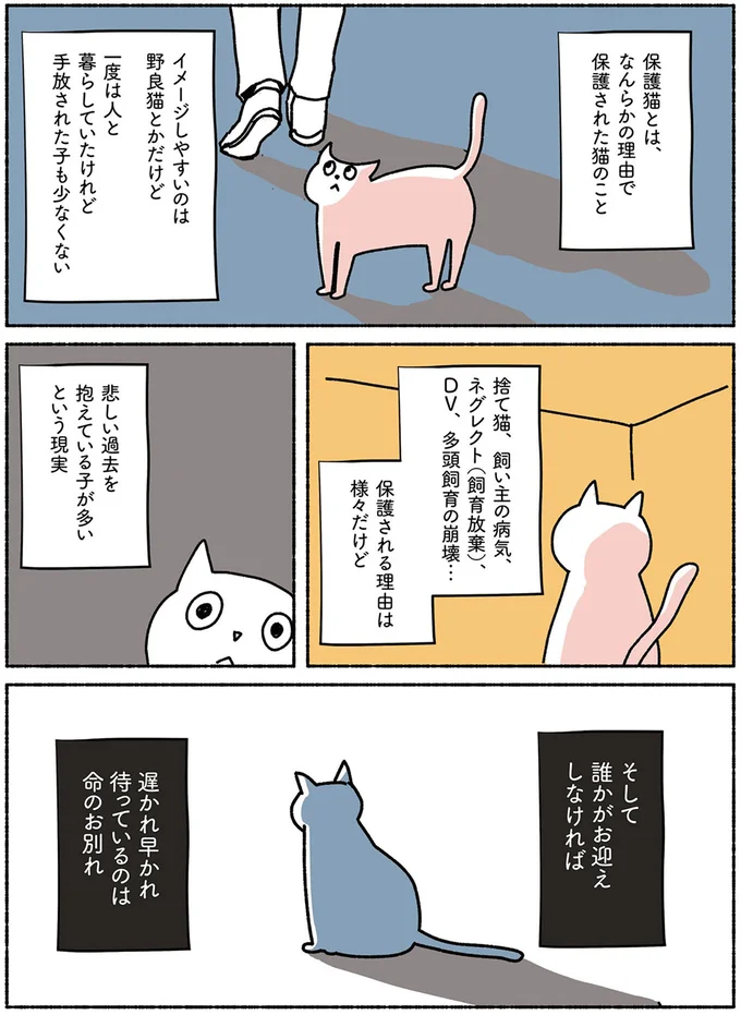 「保護猫」と暮らすという選択肢。誰かがお迎えをしないと...／ねこ活はじめました 13642063.webp