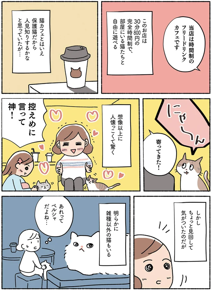 「猫の宝石箱や...」初の保護猫カフェで感動。スタッフさんに「里親希望です」と伝えたら...あれ／ねこ活はじめました 13642106.webp