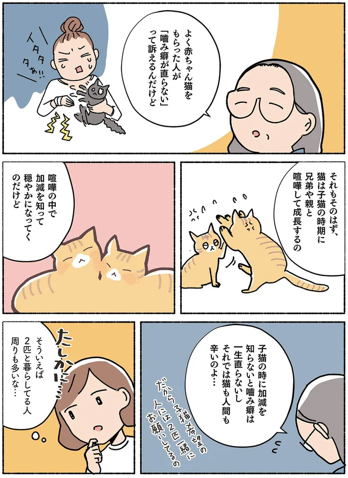 『ねこ活はじめました　かわいい！愛しい！だから知っておきたい保護猫のトリセツ』 13642133.webp