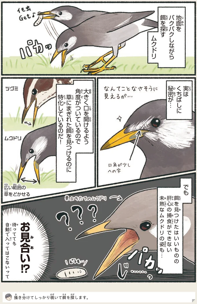 「とても心臓に悪い」集団日光浴。でもその理由は意外と合理的⁉／意外と知らない鳥の生活 13.png