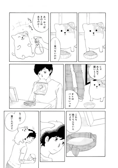 『きのこいぬ』 13758075.webp