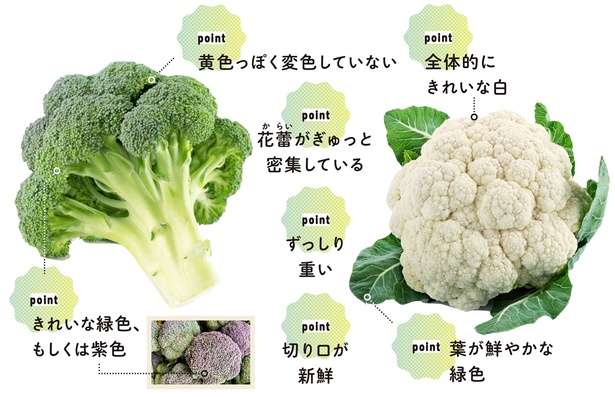 野菜の専門家が教える、おいしい「ブロッコリー」だけが持つ特徴。長持ちさせる保存法も紹介！ 13831366_615.jpg