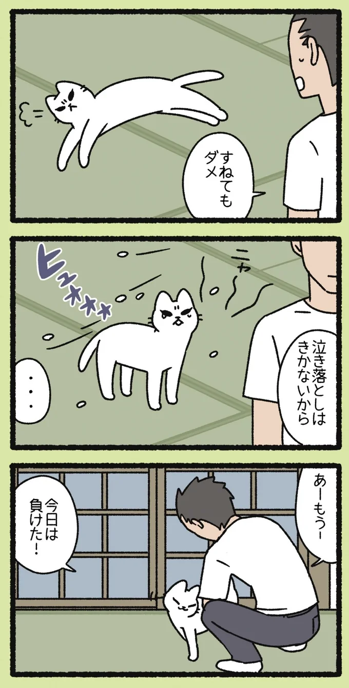 『ねこようかい』 13854895.webp