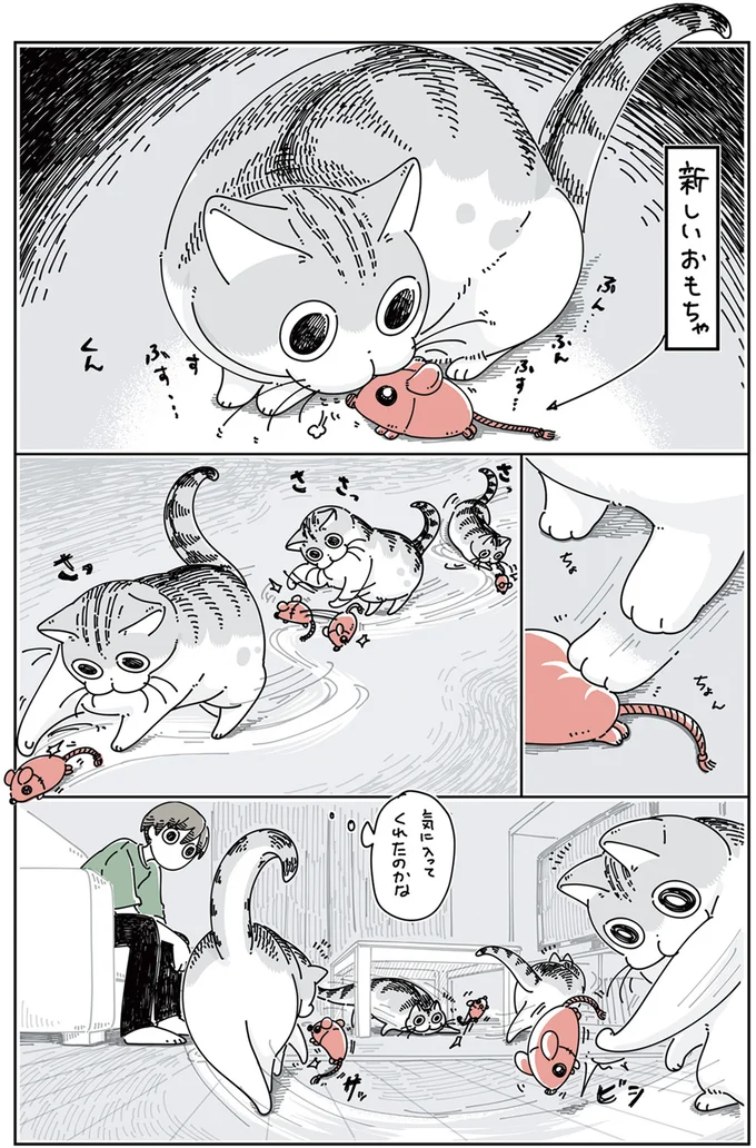 「さっきのどこやった?」 猫が新しいおもちゃで遊んでいたはずが...んん?/夜は猫といっしょ4 13922996.webp