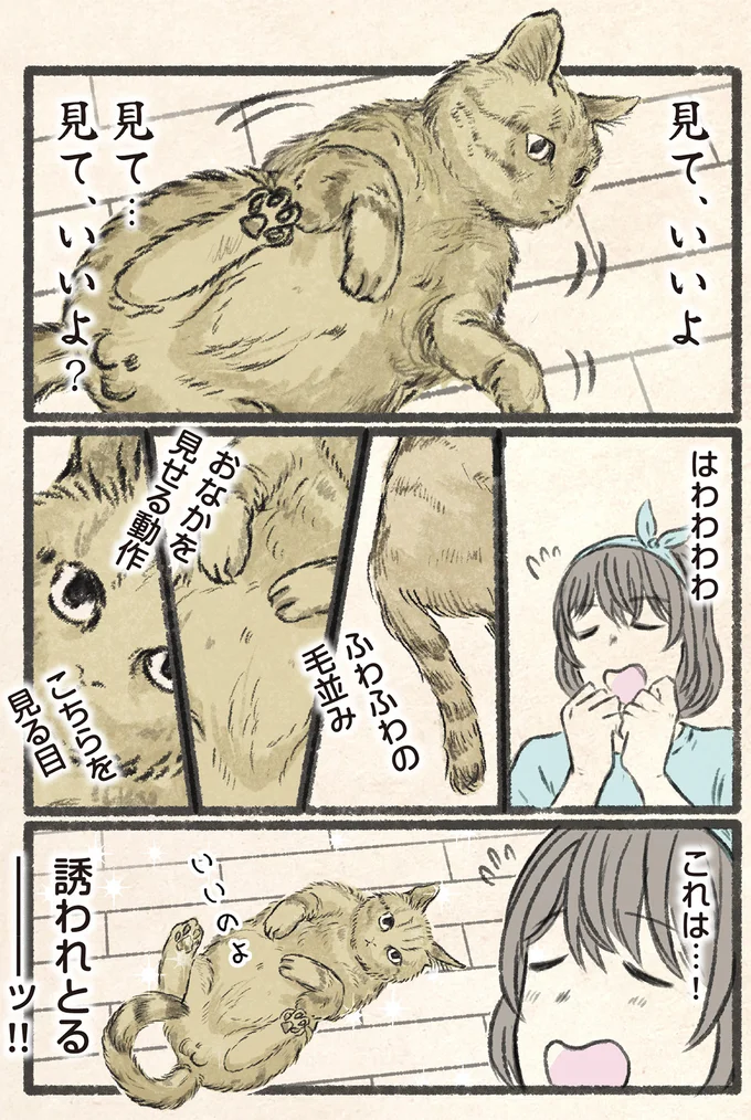 『今日もネコ様の圧が強い』 13971656.webp