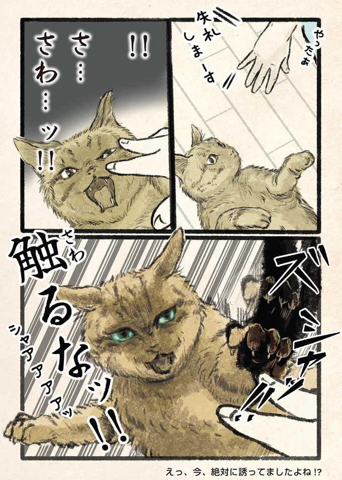 『今日もネコ様の圧が強い』 13971657.webp