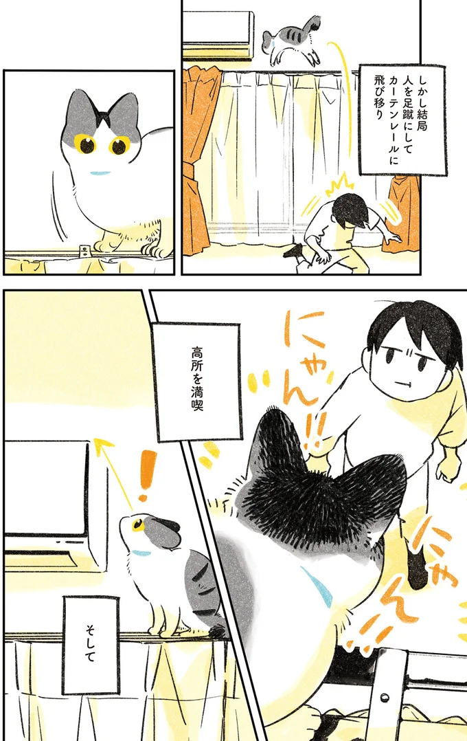 高いところに登りたい愛猫。危ないから肩にしておけと言うと...／じじ猫くらし 14021086.webp