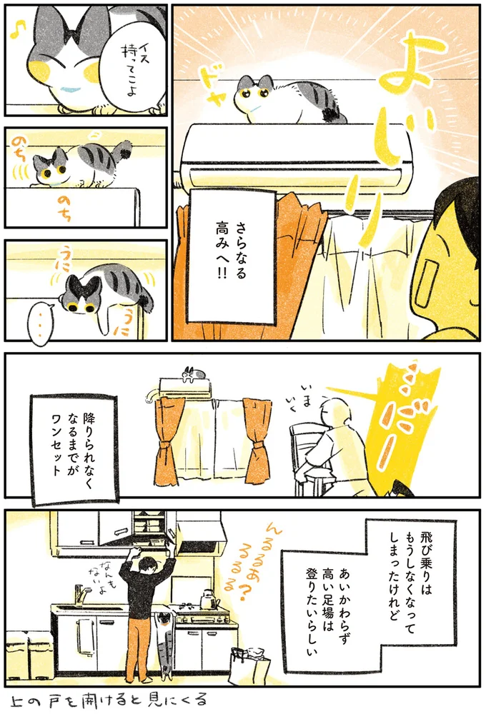 高いところに登りたい愛猫。危ないから肩にしておけと言うと...／じじ猫くらし 14021087.webp