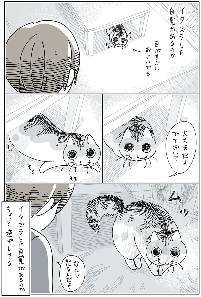 『夜は猫といっしょ6』 14025405.webp