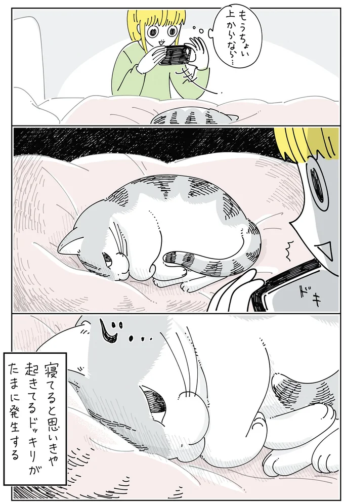 『夜は猫といっしょ6』 14025461.webp