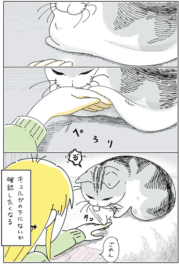 探し物が「猫の体の下」に...？ なぜ確認したくなるのか／夜は猫といっしょ6 14025472.webp