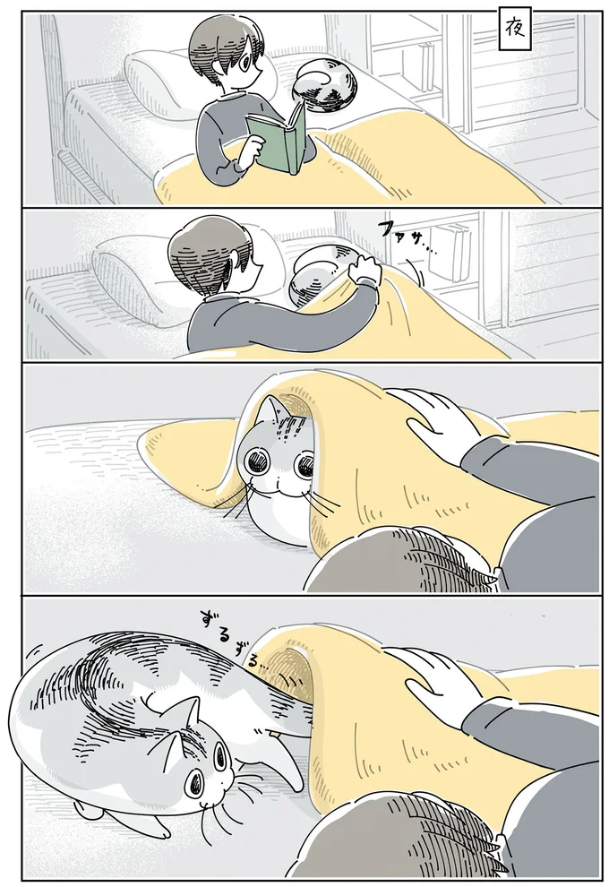 『夜は猫といっしょ6』 14025479.webp