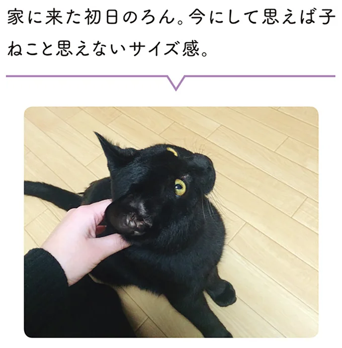 『黒猫ろんと暮らしたら1～3』 14055100.webp