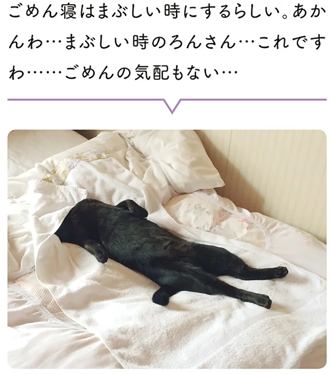 「思ってた猫と違う」。寝姿、ねこじゃらし、動き...うちの猫の現実は／黒猫ろんと暮らしたら 14055245.webp