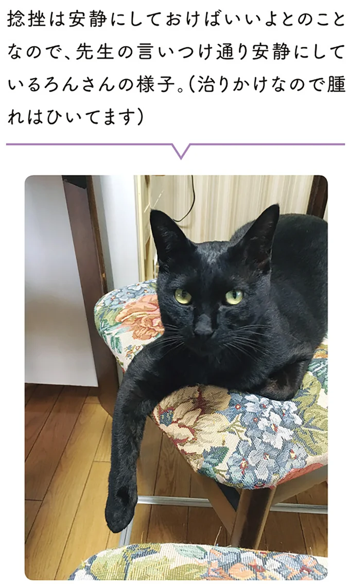 『黒猫ろんと暮らしたら1～3』 14055335.webp