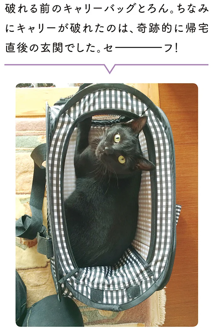 『黒猫ろんと暮らしたら1～3』 14055438.webp