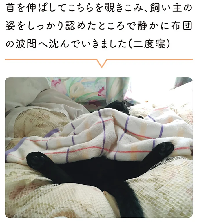 猫が「ヘソ天」でお昼寝。お腹を撫でたら...これは嬉しい／黒猫ろんと暮らしたら 14055611.webp
