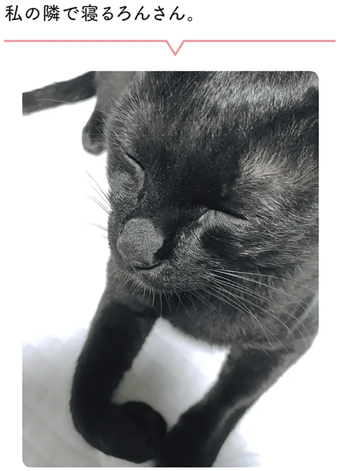 『黒猫ろんと暮らしたら1～3』 14055659.webp