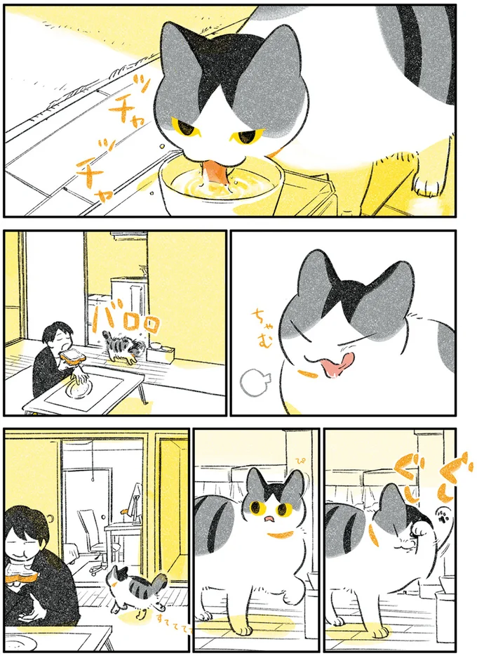 猫飼いの喜び...! 仕事を始めた飼い主の一番近くに来て/じじ猫くらし 2 14079365.webp