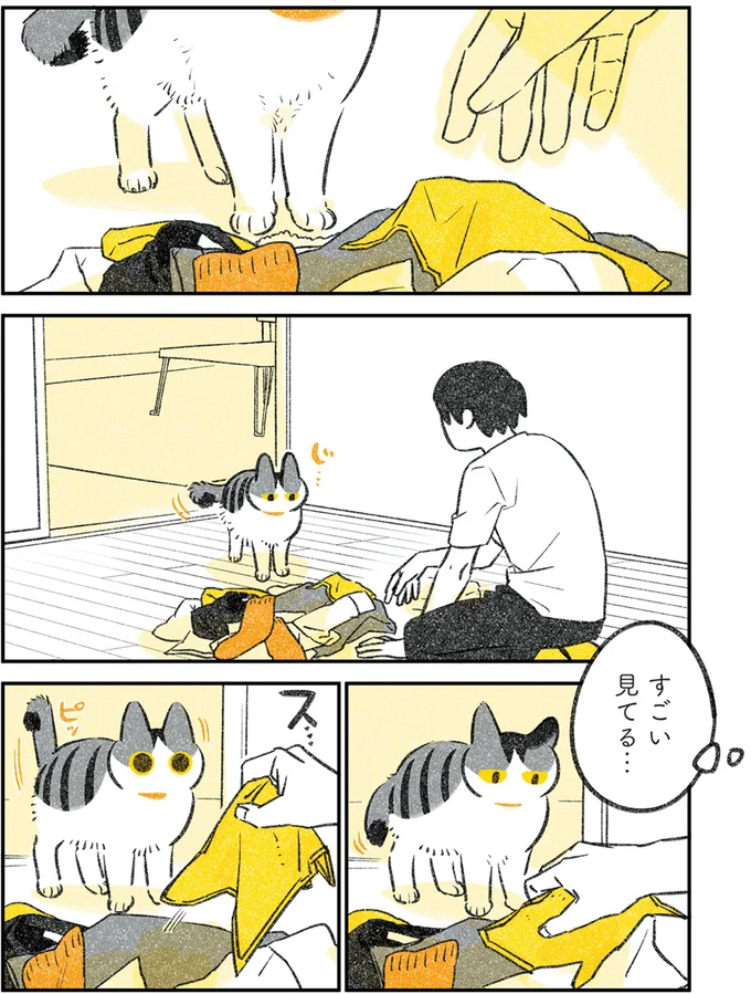 「すごい見てる...」。愛猫のスイッチが突然入ったと思ったら/じじ猫くらし 2 14079427.webp