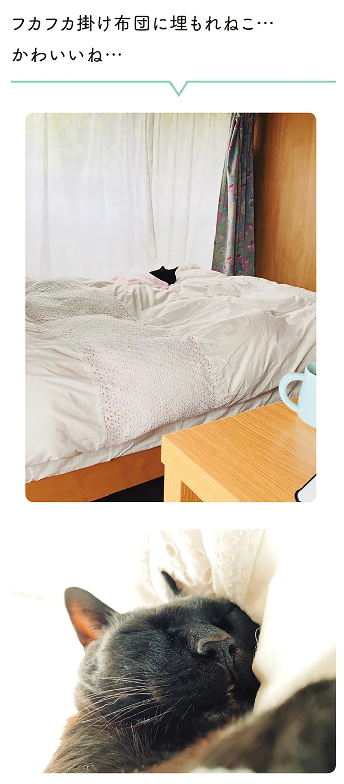 『黒猫ろんと暮らしたら1～3』 14151405.webp